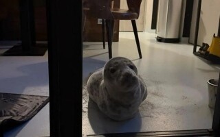 Sleek Surprise: Seal Found in Hotel Room | Ours Abroad News