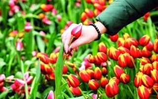 National Tulip Day Celebrated in Amsterdam