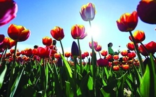 Тюльпановые фермеры в Нидерландах сталкиваются с проблемами из-за изменения климата и регуляций Brexit