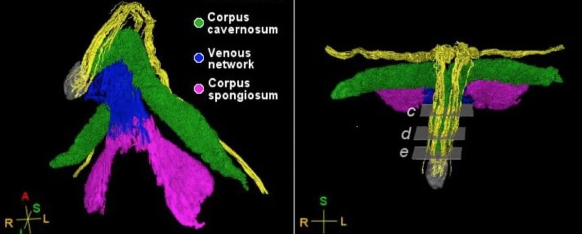 Científicas crean el primer mapa 3D de los nervios del clítoris